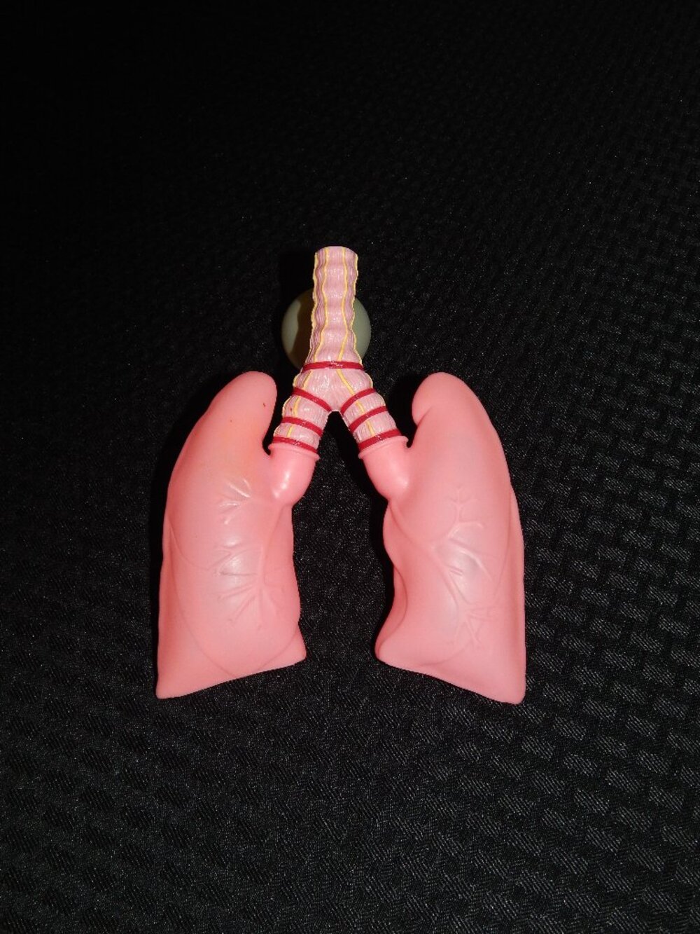Vintage Pfizer Educational Interactive Pump Expanding Lungs Display Model Works